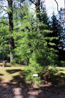 Pinus armandii - borovice armandova - celek